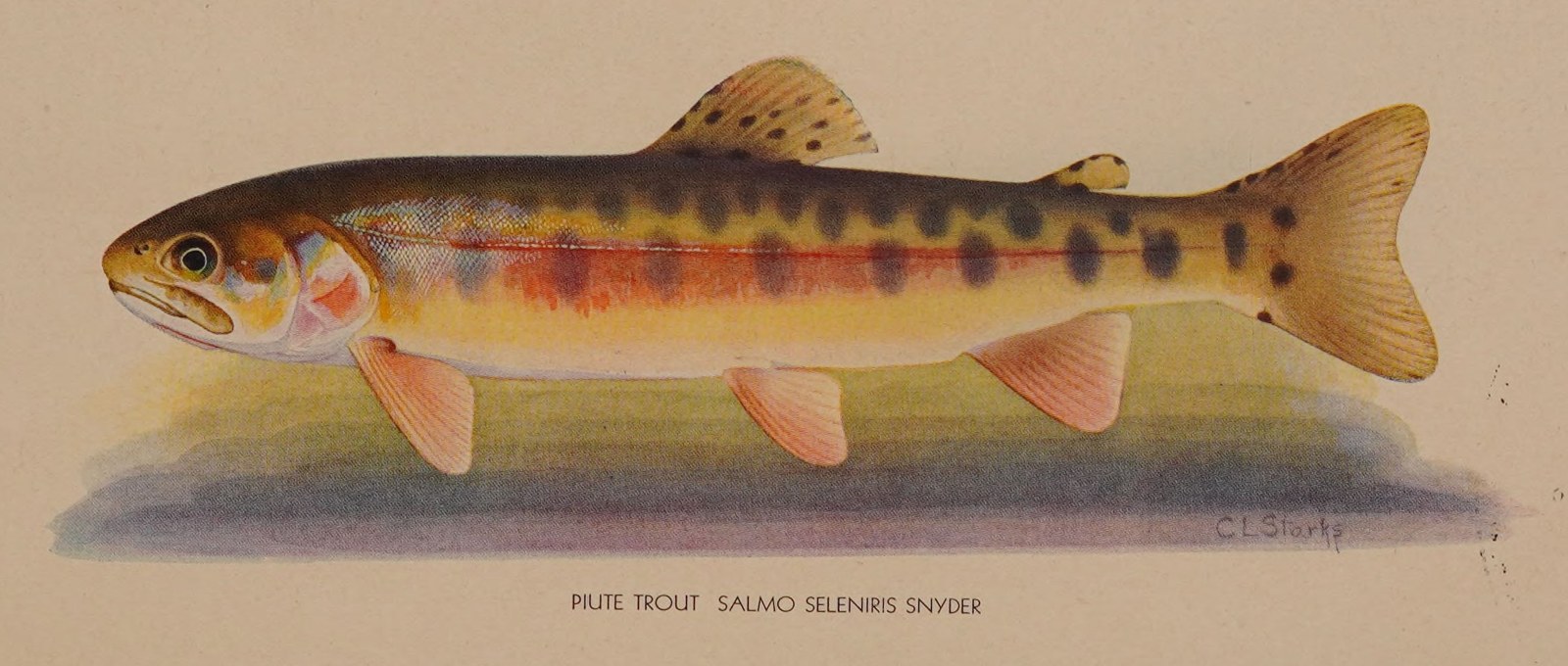 A colour plate of a trout in profile, olive above and rose along the flank, floating on a pale wash; signed C L Starks at lower right.